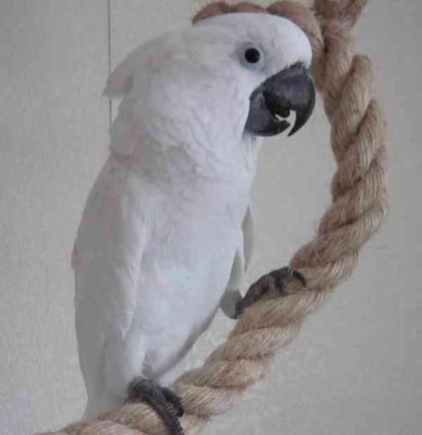 Úžasní papoušci kakadu - foto 1