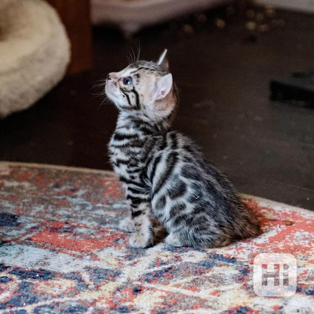 Rozkošná bengálská koťátka k adopci.     - foto 1