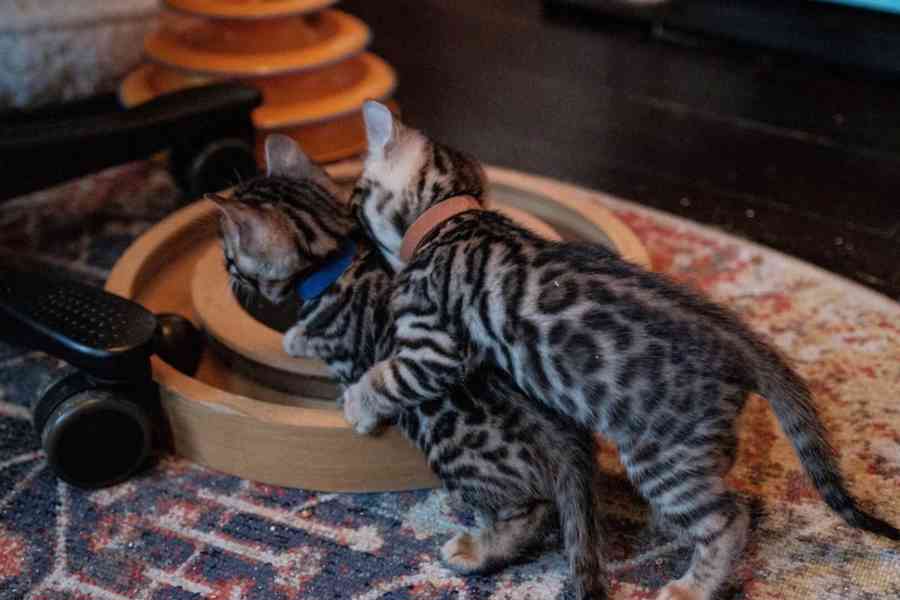 Rozkošná bengálská koťátka k adopci.     - foto 3