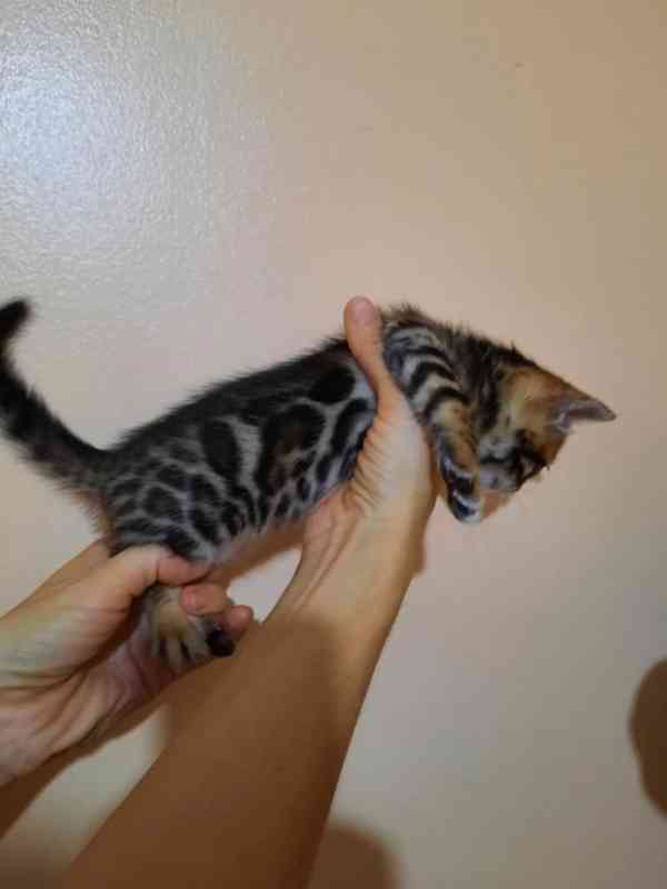 Rozkošná bengálská koťátka k adopci.     - foto 4