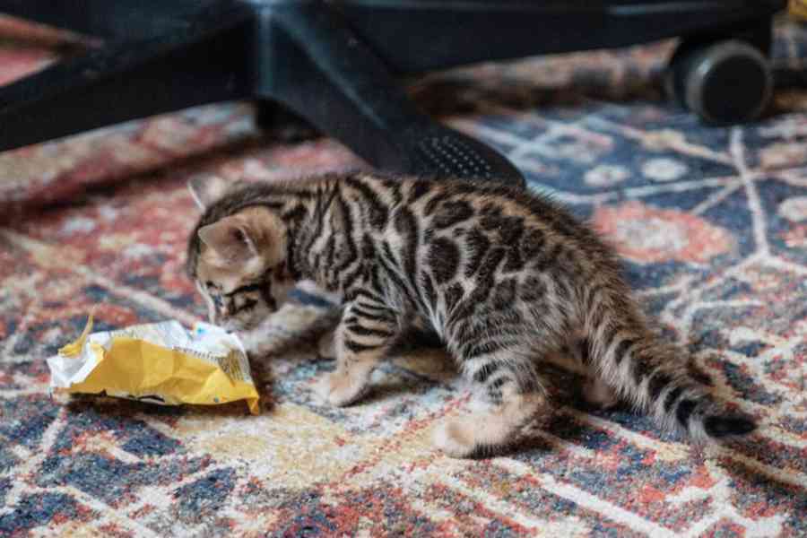 Rozkošná bengálská koťátka k adopci.     - foto 2