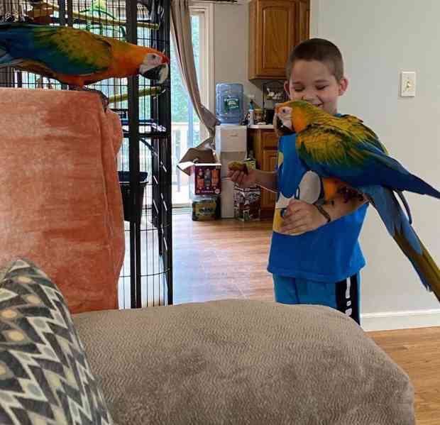 Beautiful and Talking Hyacinth Macaw Parrots adoption - foto 3