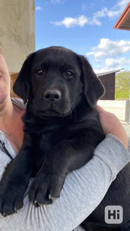 Fenka Labrador s PP půl roku - foto 1
