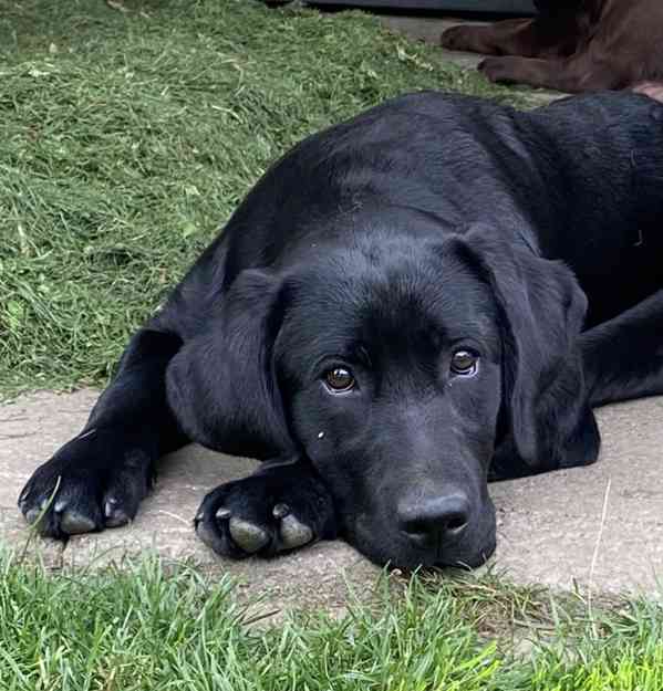 Fenka Labrador s PP půl roku - foto 3