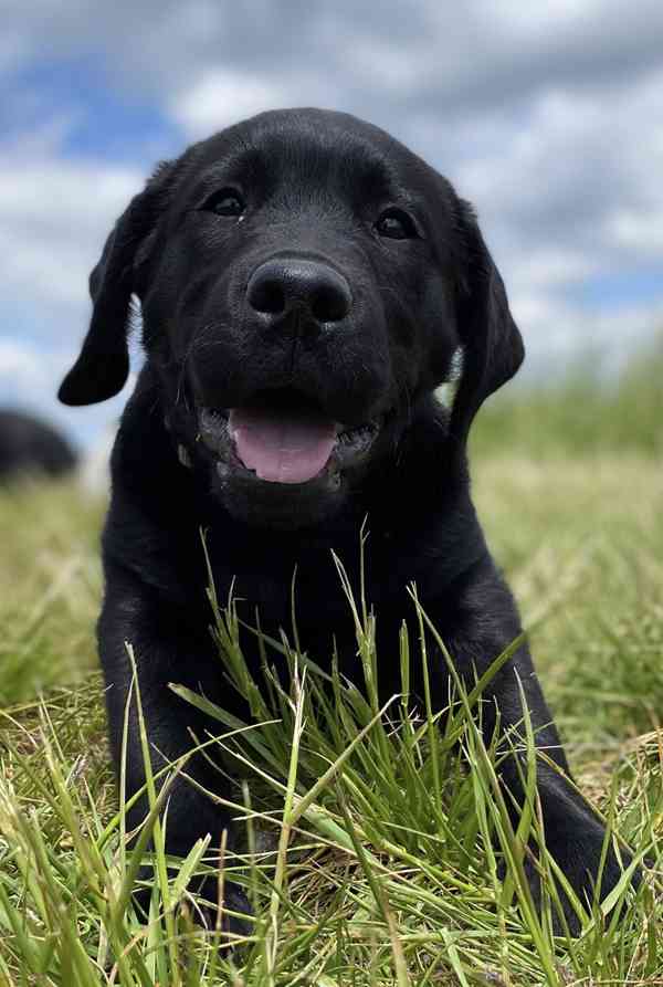Fenka Labrador s PP půl roku - foto 4