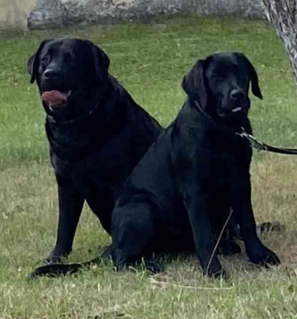 Fenka Labrador s PP půl roku - foto 8