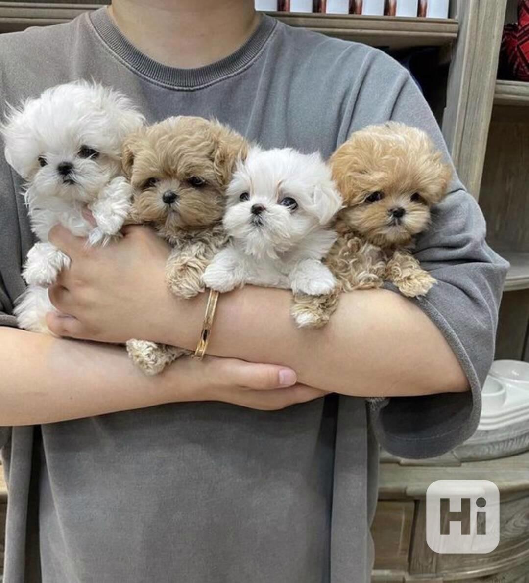 Prodám nádherná štěňata toy MINI Pudla - foto 1