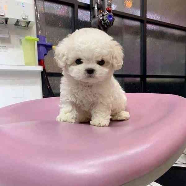 Prodám nádherná štěňata toy MINI Pudla - foto 4