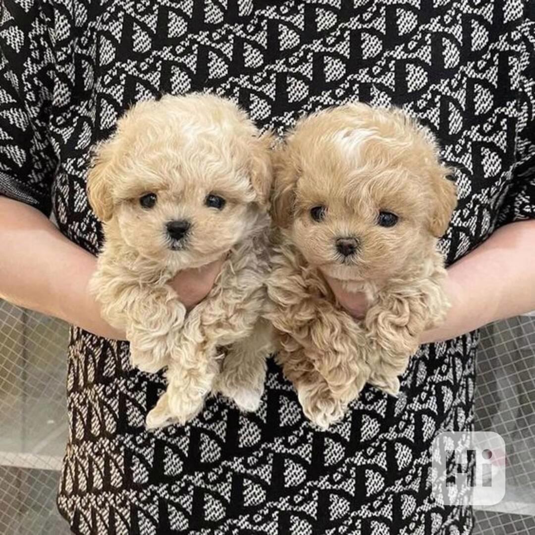 Prodám nádherná štěňata toy MINI Pudla bazar Hyperinzerce.cz