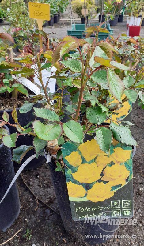 Růže velkokvětá - foto 1