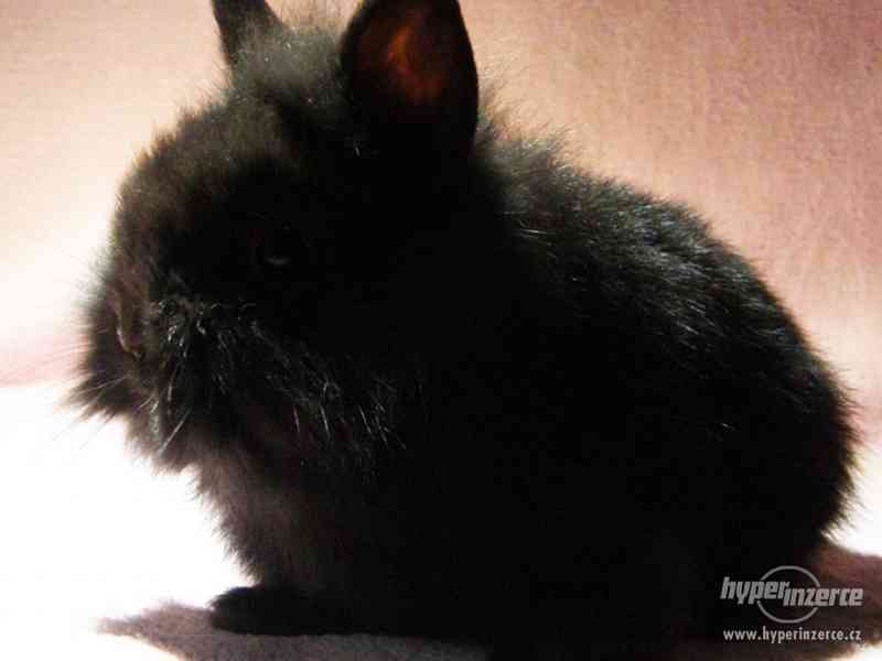 Zakrslý krátkouchý králíček s VP - foto 1