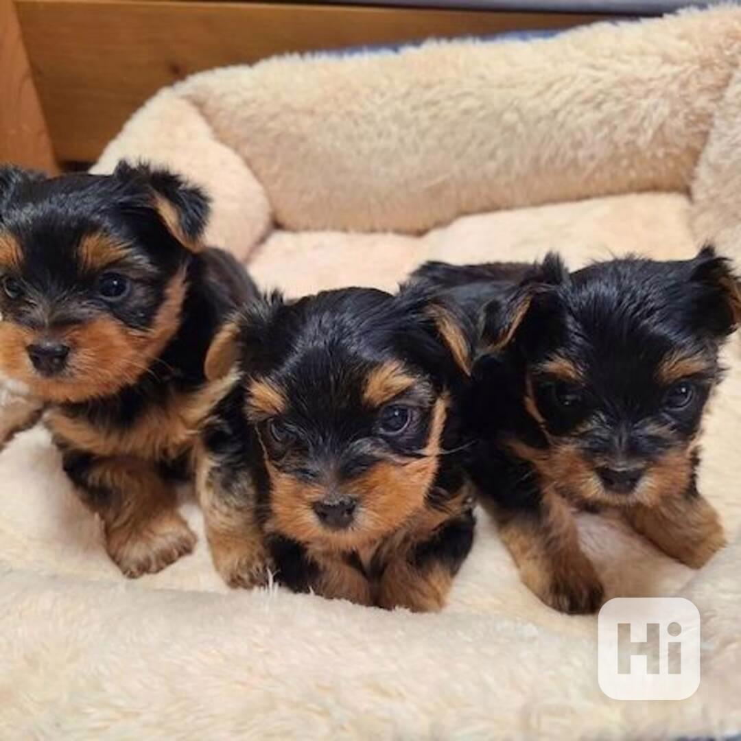 štěňata Yorkie k adopci zdarma - foto 1