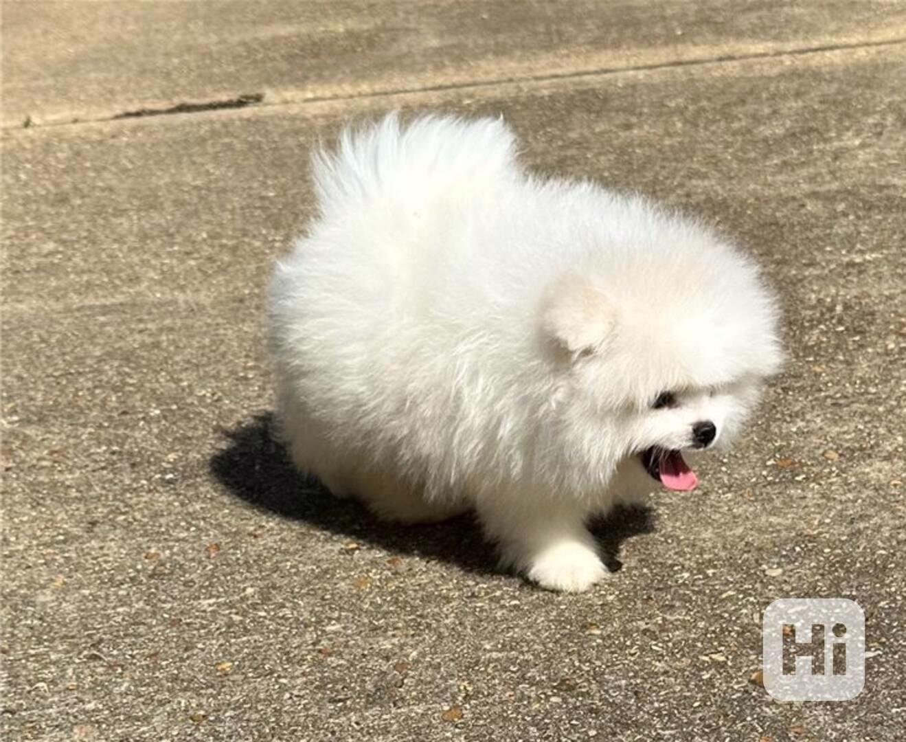 Dvě úžasná T-Cup pomeranianská štěňata - foto 1