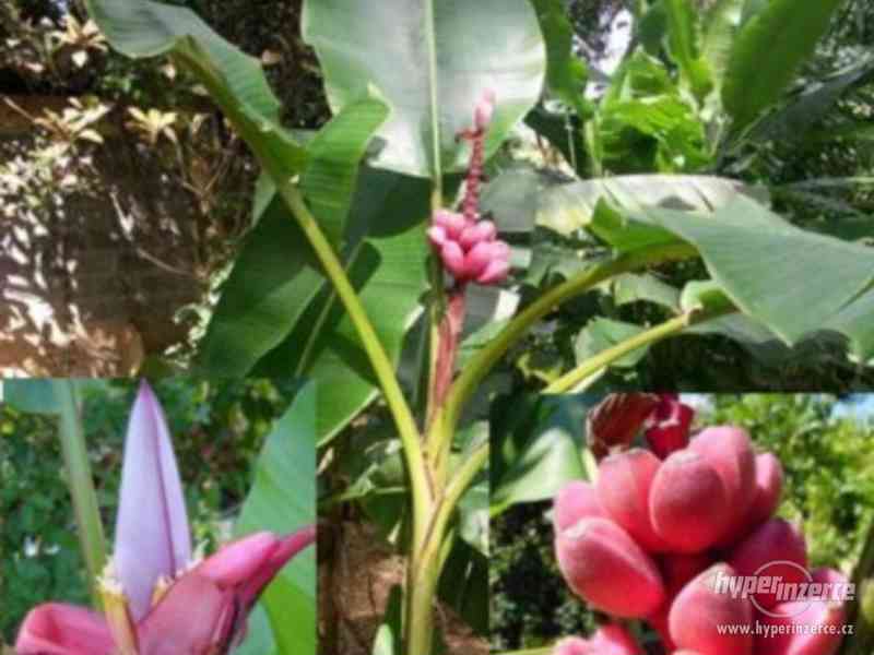 Banánovník Musa Velutina - semena - foto 1