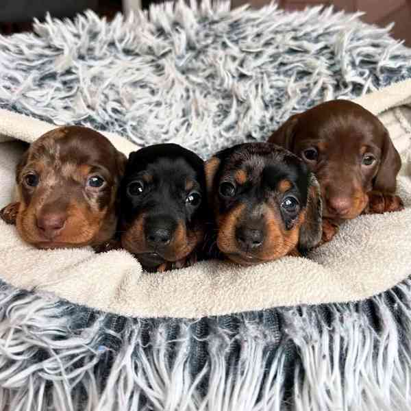 Štěňata jezevčíka samec a samice k adopci - foto 3