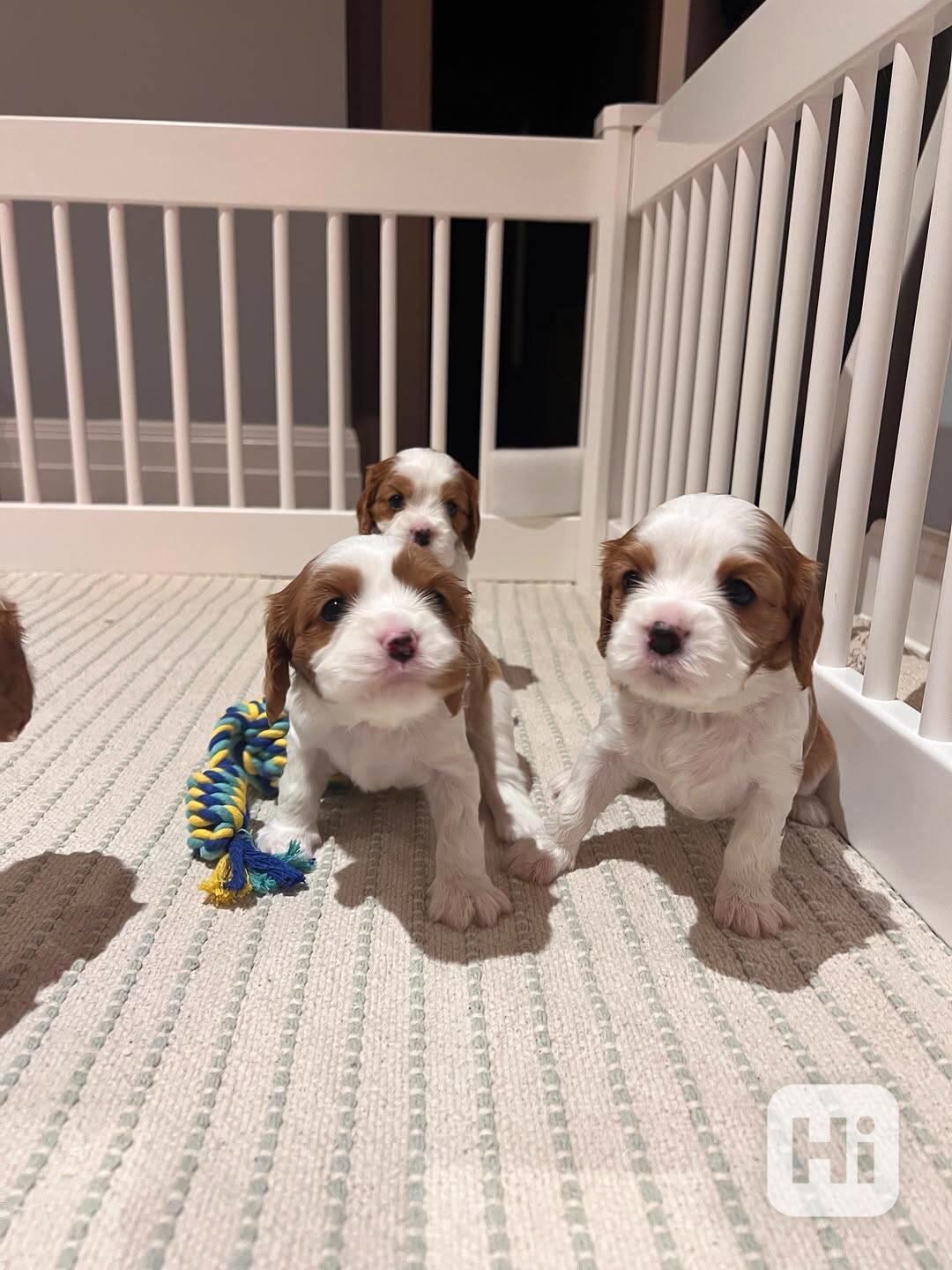 vánoční Volná štěňata kavalír King Charles španěl k adopci - foto 1