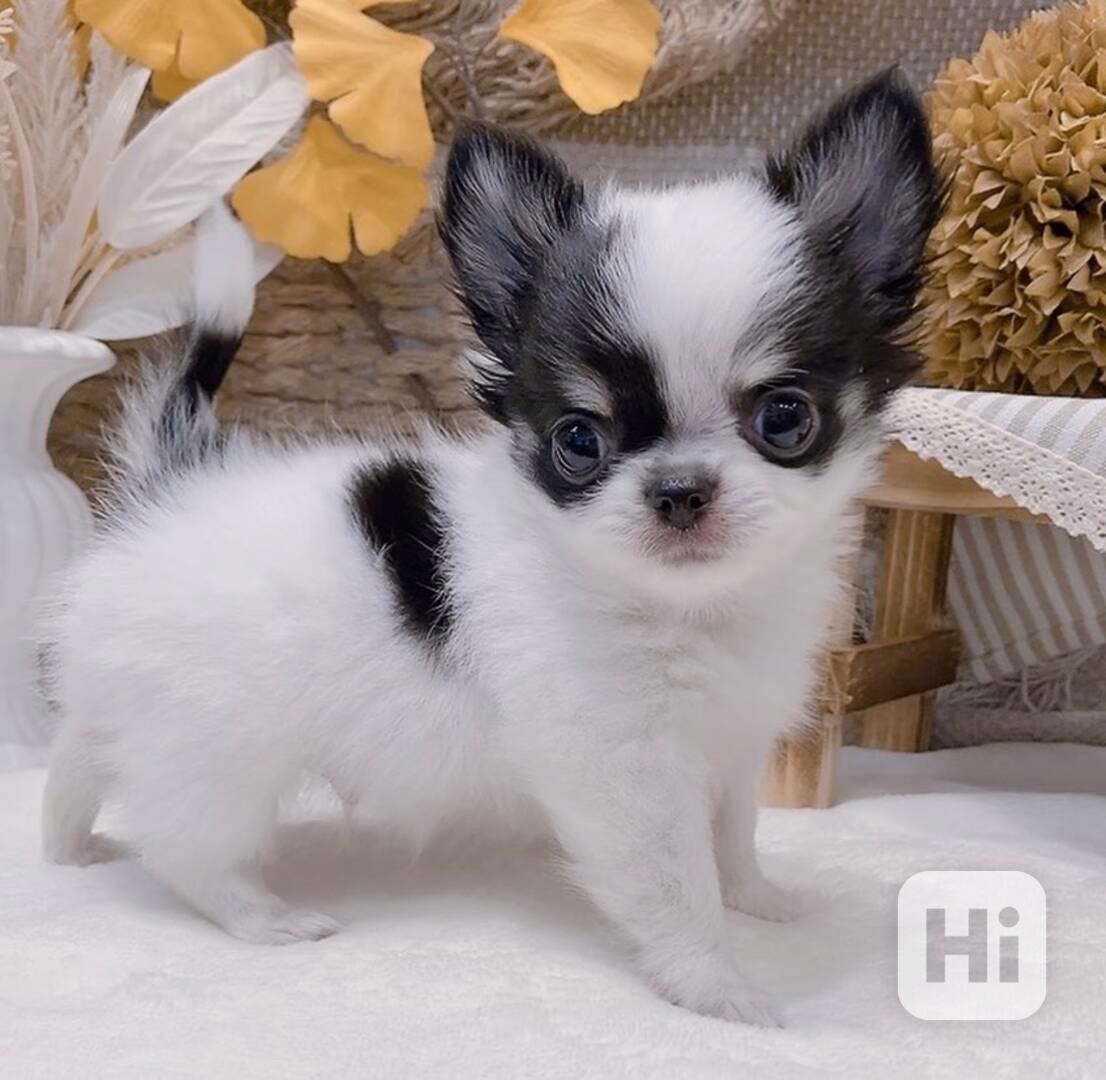 Štěně čivavy k adopci - foto 1