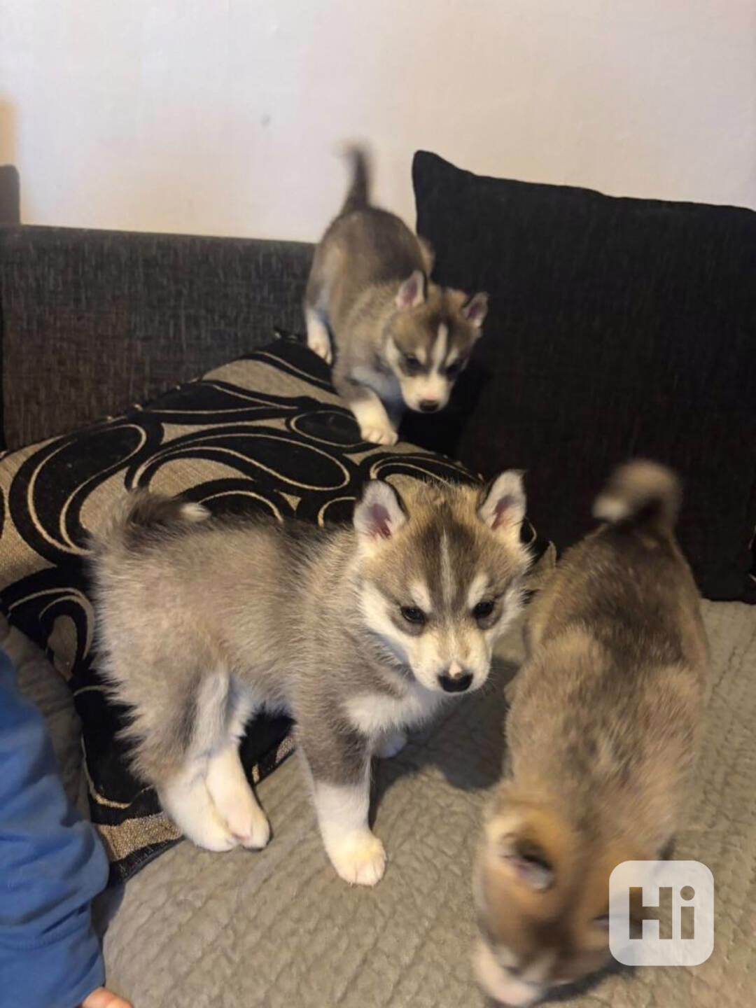 Sibiřská husky - foto 1