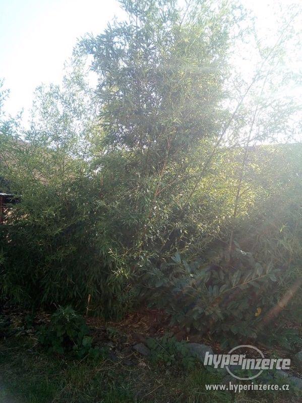 Bambus mrazuvzdorný 5 metrů - foto 1