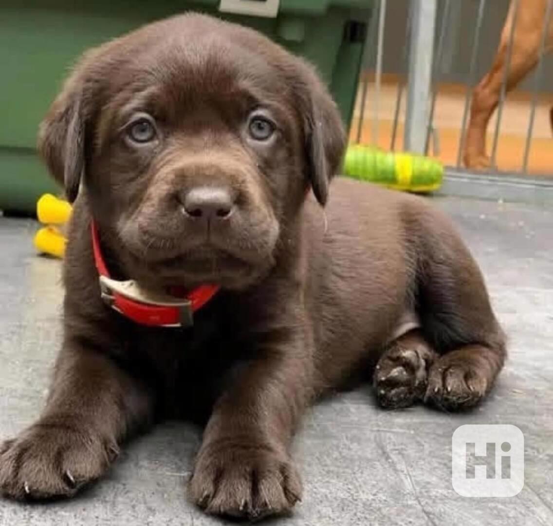 Fenka štene labradora - foto 1