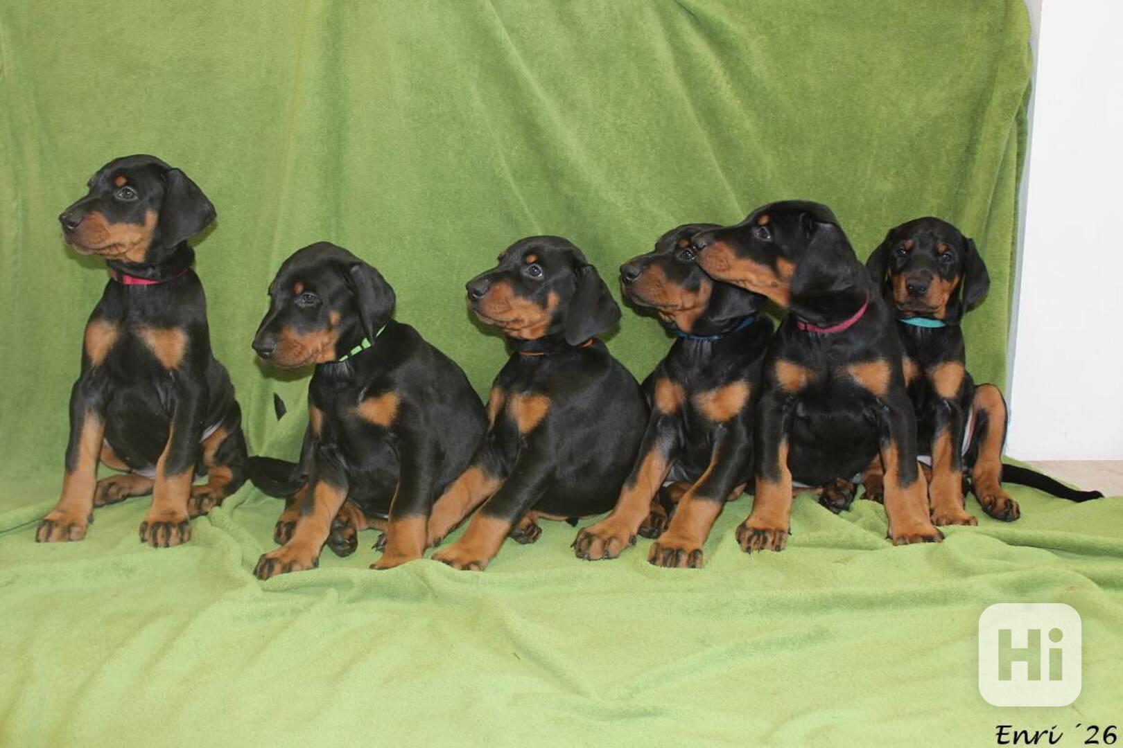 🐾 Dobrman – štěňata s PP | vrh M - foto 1