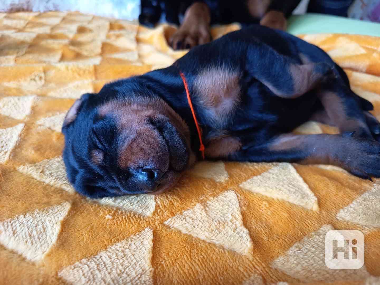 🐾 Dobrman – štěňata s PP | vrh M - foto 1