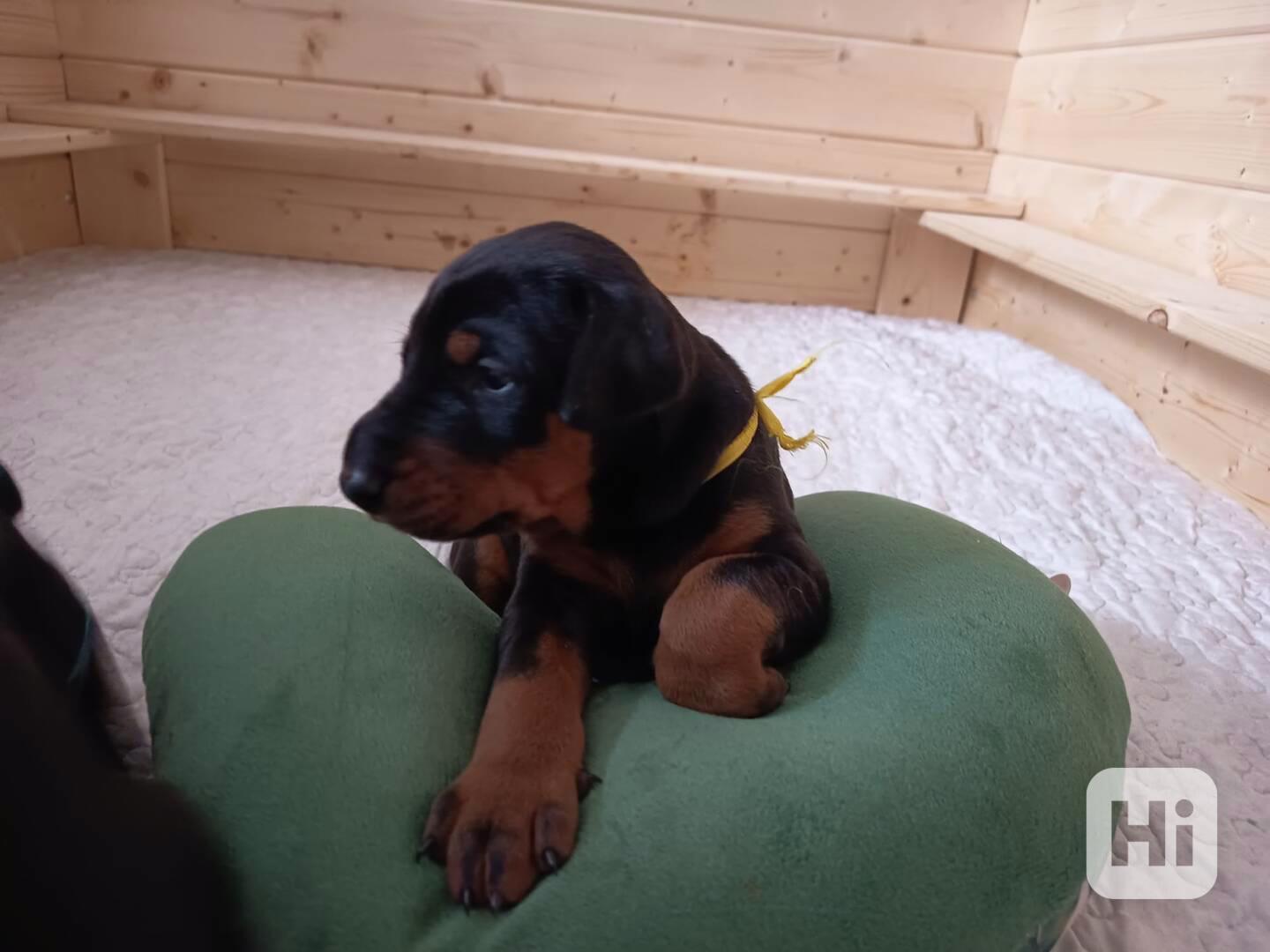 🐾 Dobrman – štěňata s PP | vrh M - foto 1