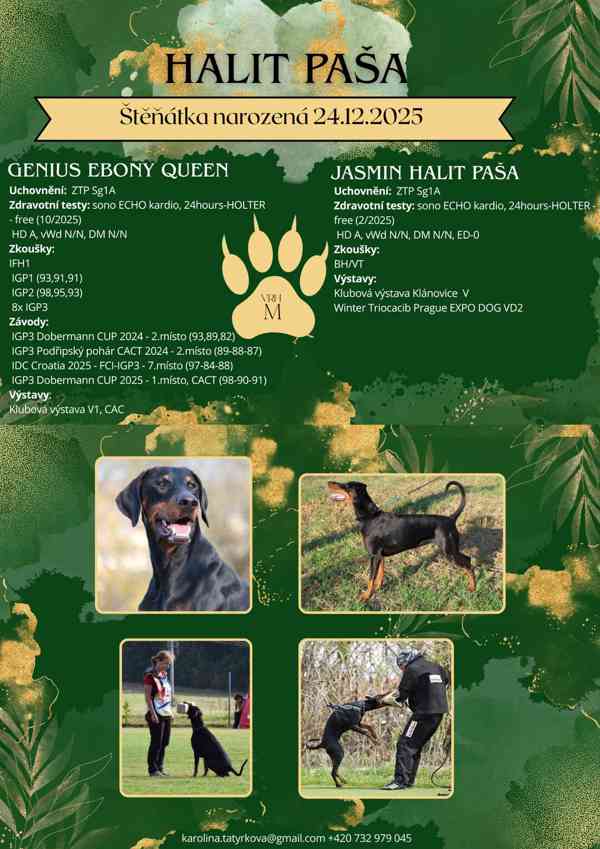 🐾 Dobrman – štěňata s PP | vrh M - foto 2