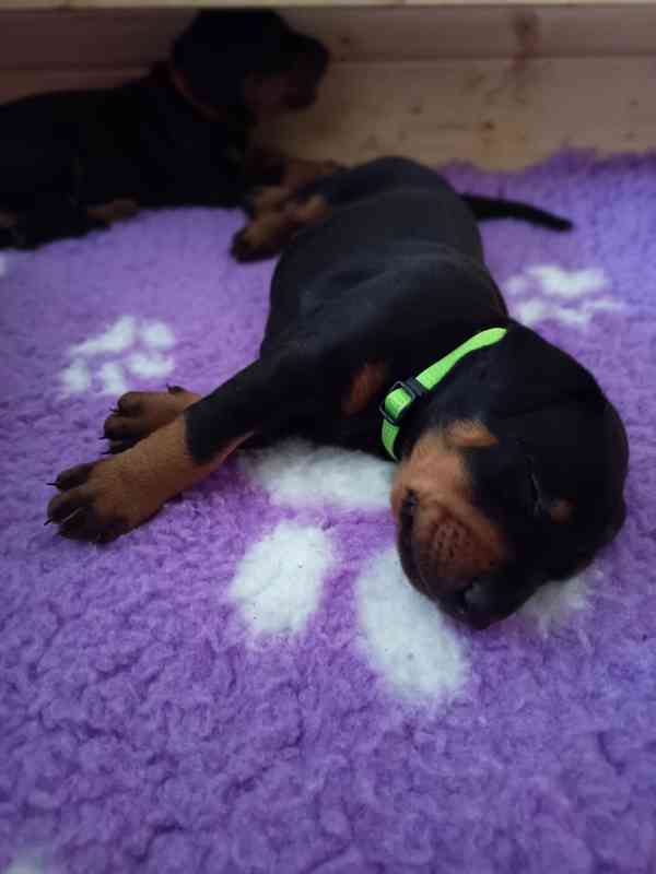 🐾 Dobrman – štěňata s PP | vrh M - foto 3