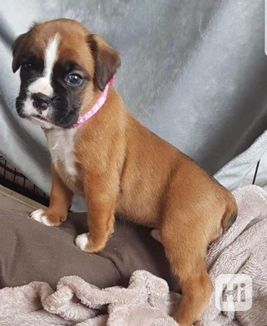 Úžasná štěňata boxerů - foto 1