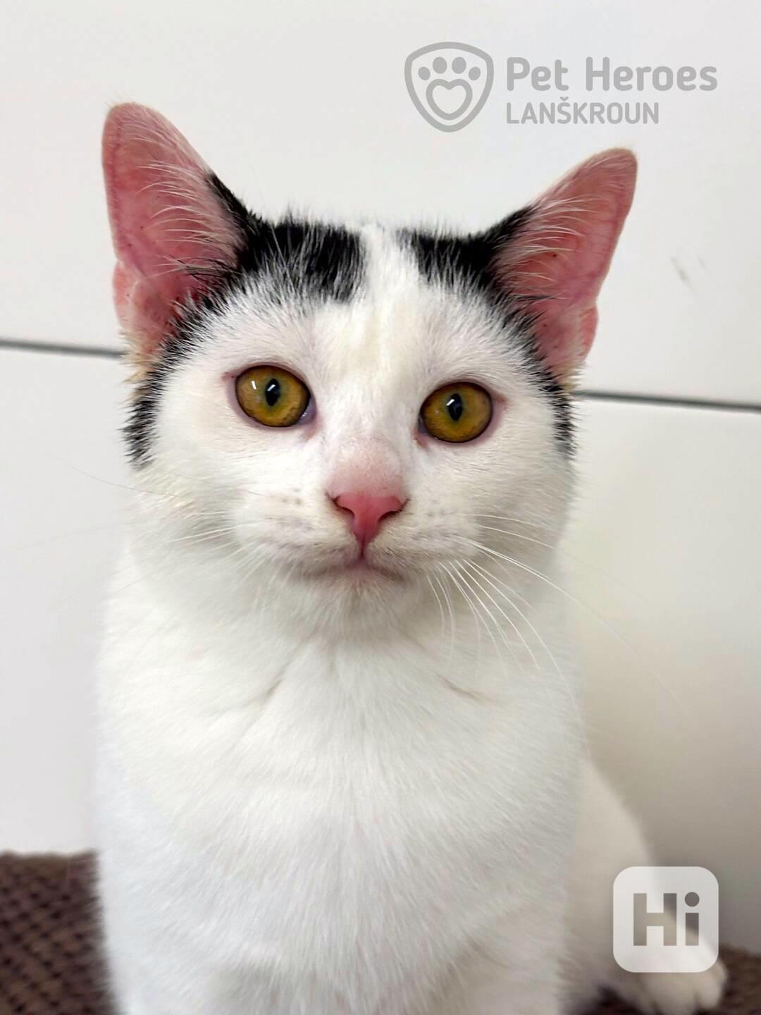 Pixel ❤ hravý kocourek ❤ - foto 1