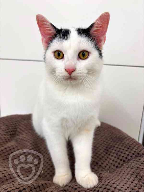 Pixel ❤ hravý kocourek ❤ - foto 3