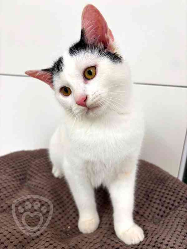 Pixel ❤ hravý kocourek ❤ - foto 2