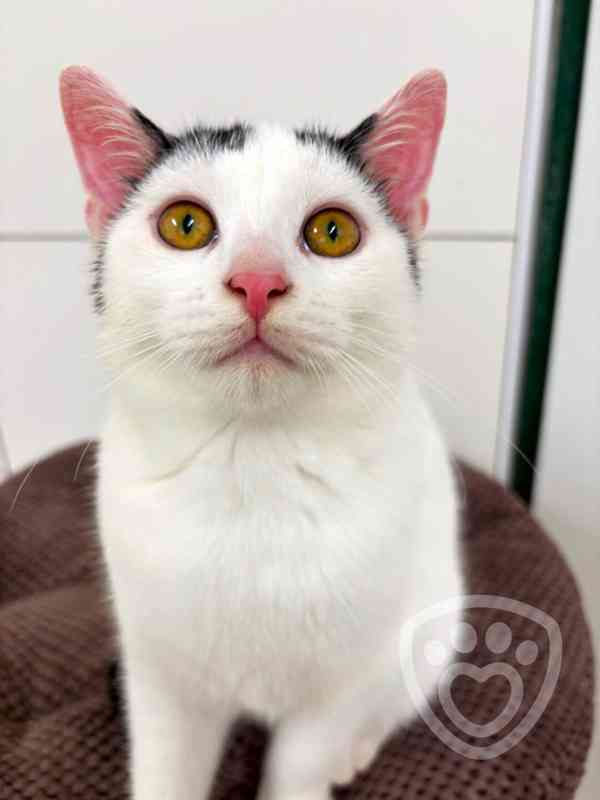 Pixel ❤ hravý kocourek ❤ - foto 4