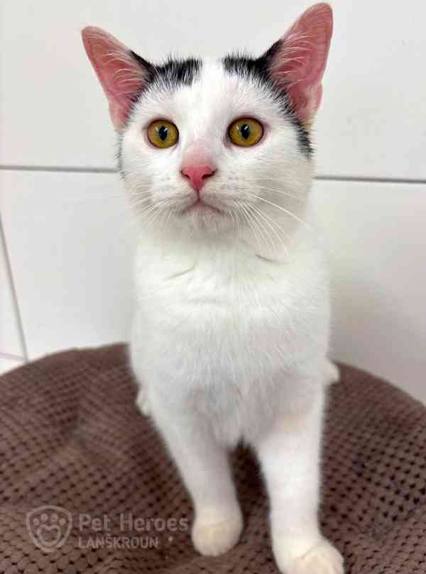 Pixel ❤ hravý kocourek ❤ - foto 5