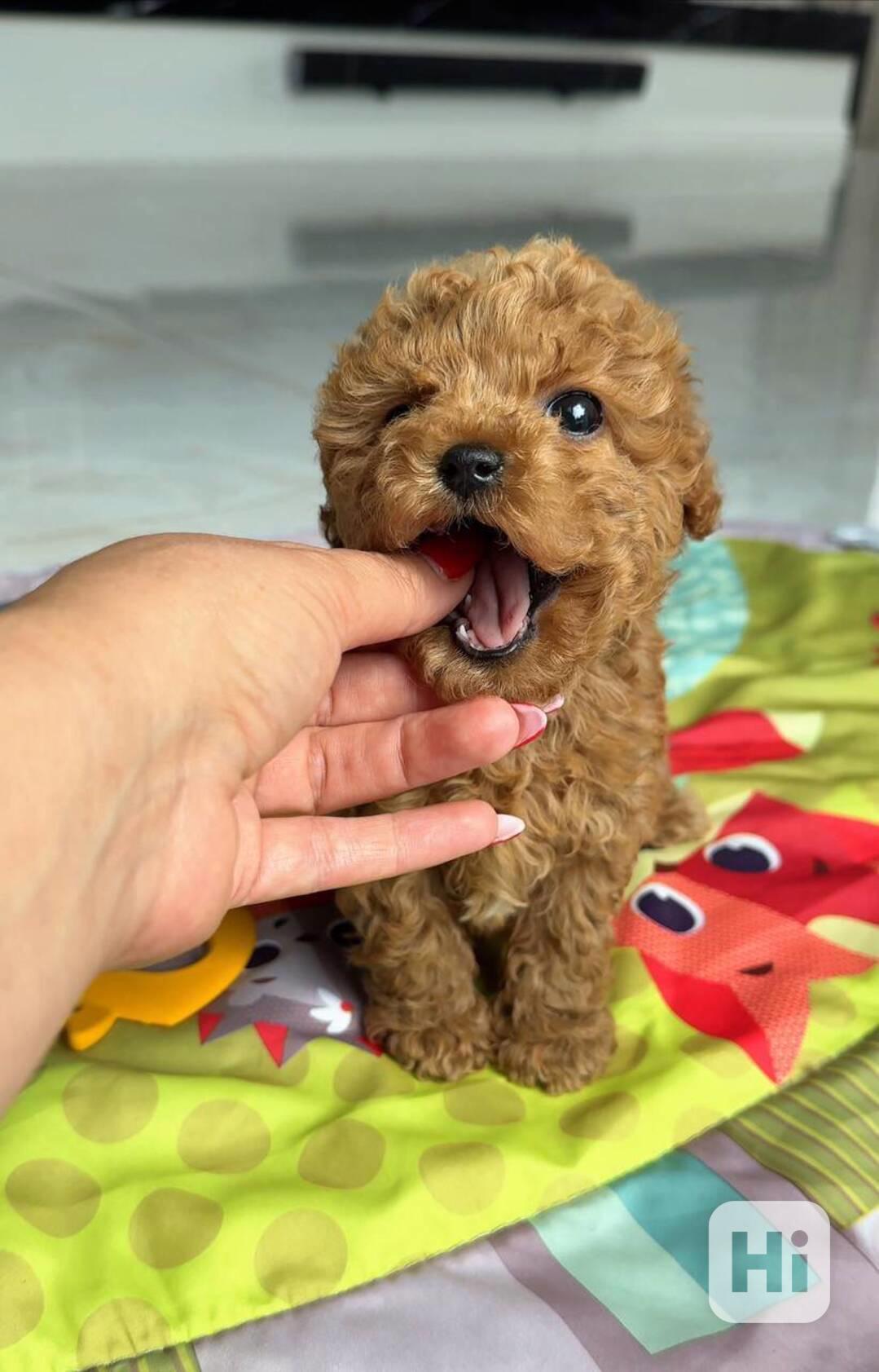 Nejroztomilejší štěňátka na prodej!!  - foto 1