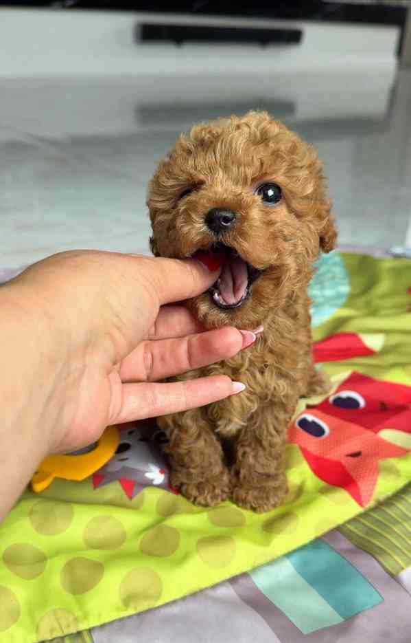 Nejroztomilejší štěňátka na prodej!!  - foto 1