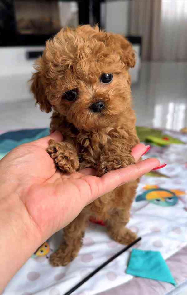 Nejroztomilejší štěňátka na prodej!!  - foto 2