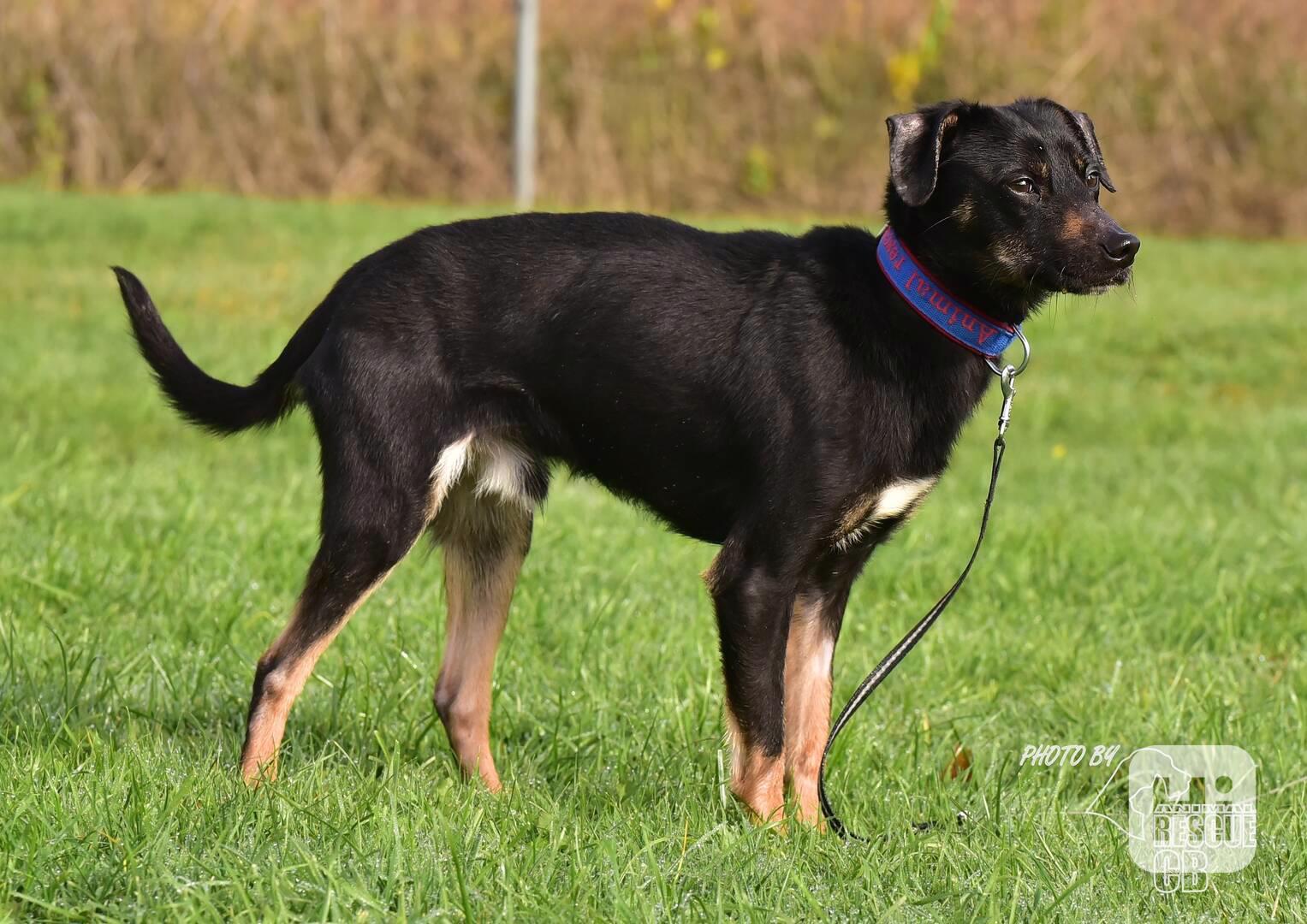 Darujeme nalezeného křížence - foto 1