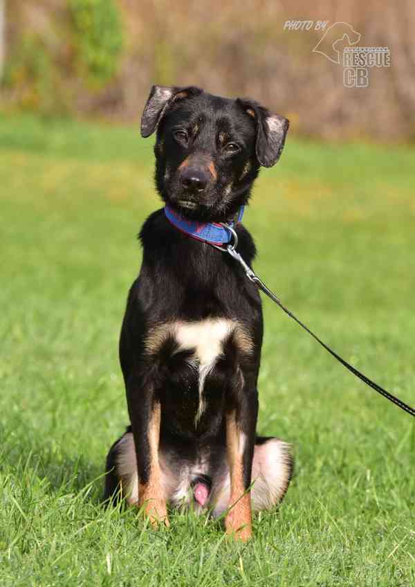 Darujeme nalezeného křížence - foto 2