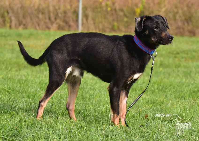 Darujeme nalezeného křížence - foto 1