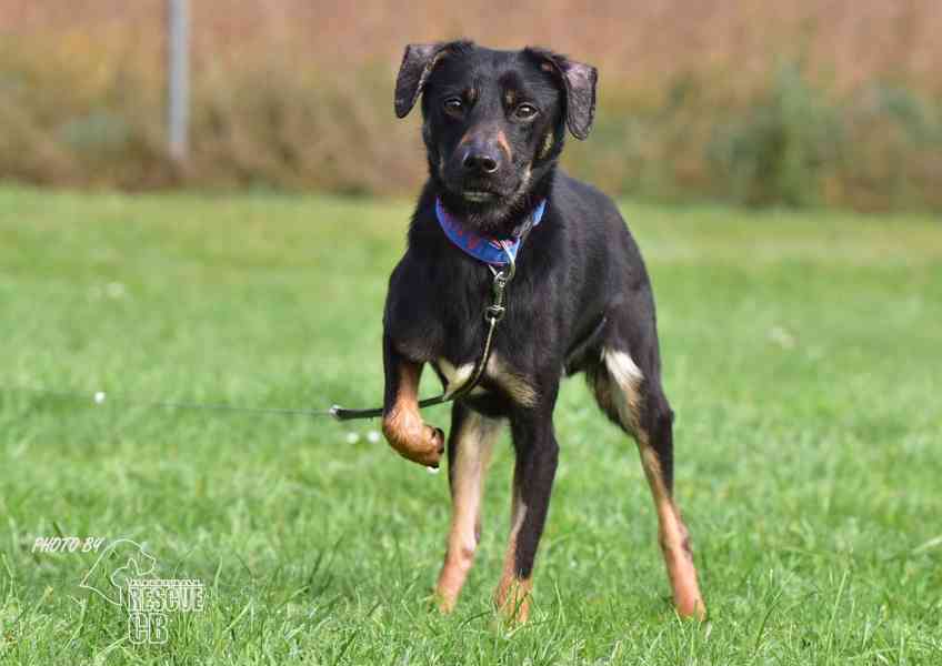 Darujeme nalezeného křížence - foto 4