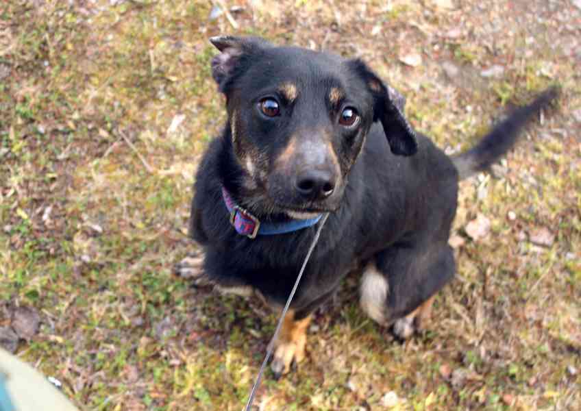 Darujeme nalezeného křížence - foto 8