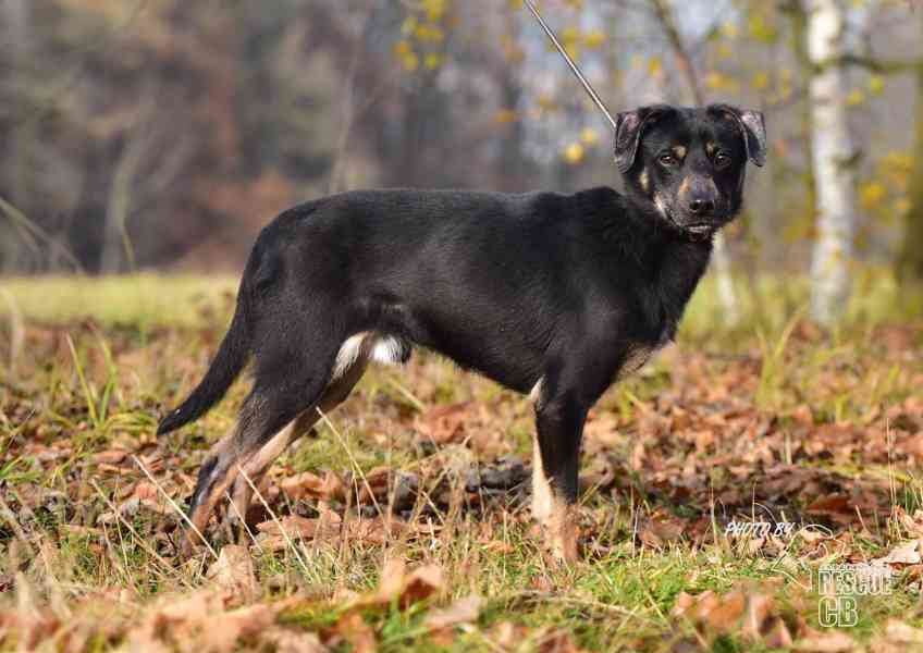 Darujeme nalezeného křížence - foto 7