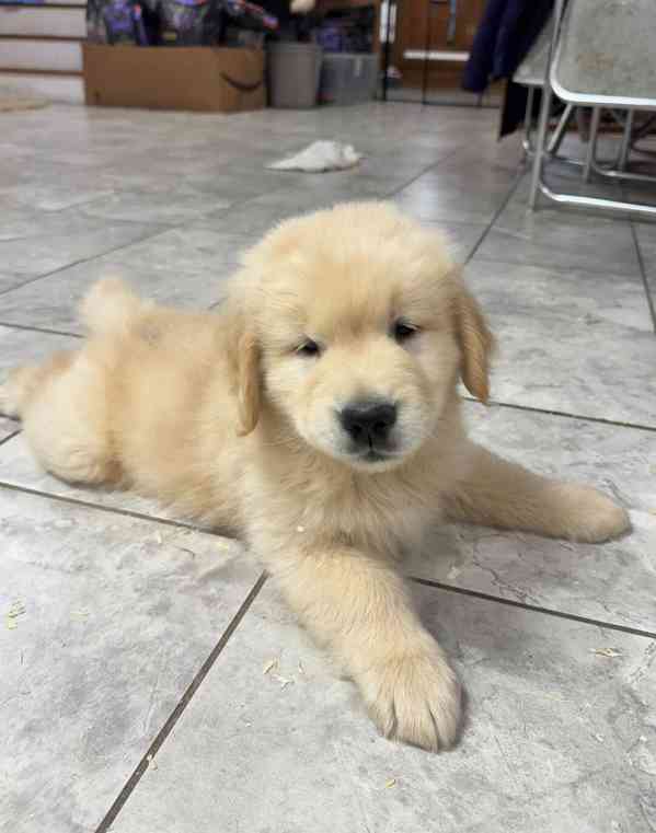 Golden retriever 