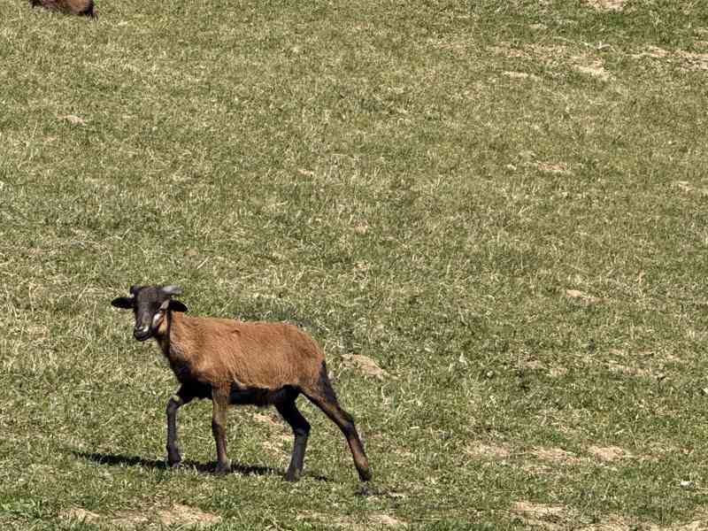 Kamerunské jehničky a beránky  - foto 4