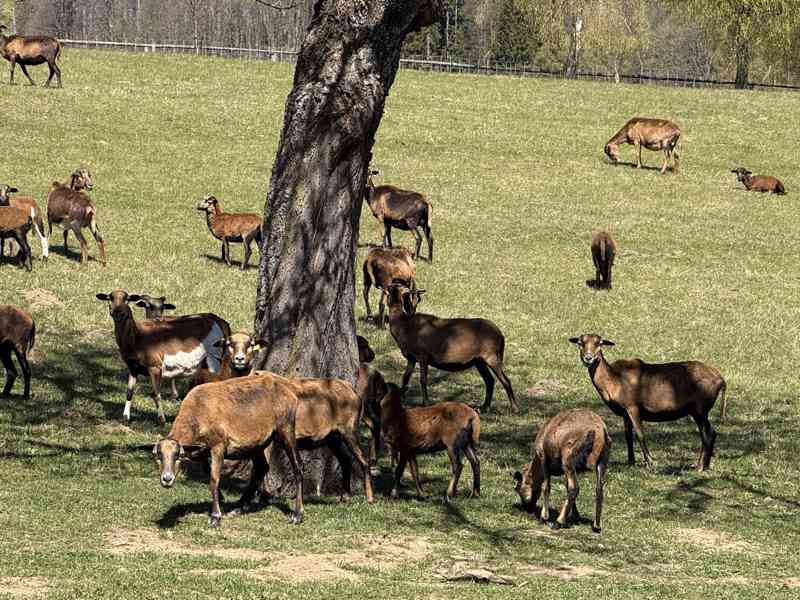 Kamerunské jehničky a beránky  - foto 2