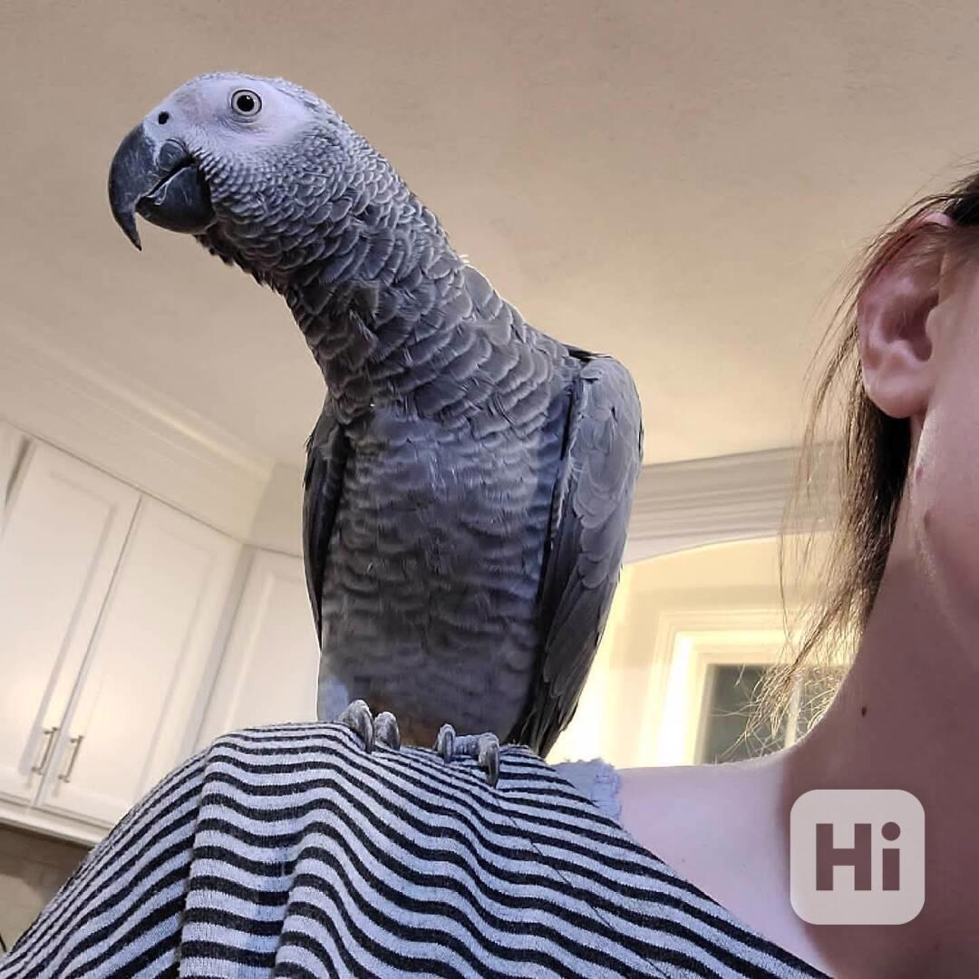 🦜✨ Krásní afrošedí mluvící papoušci - foto 1