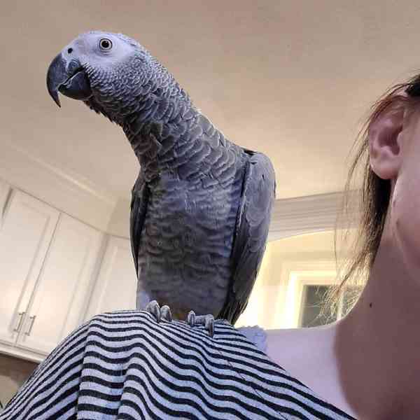 🦜✨ Krásní afrošedí mluvící papoušci - foto 1