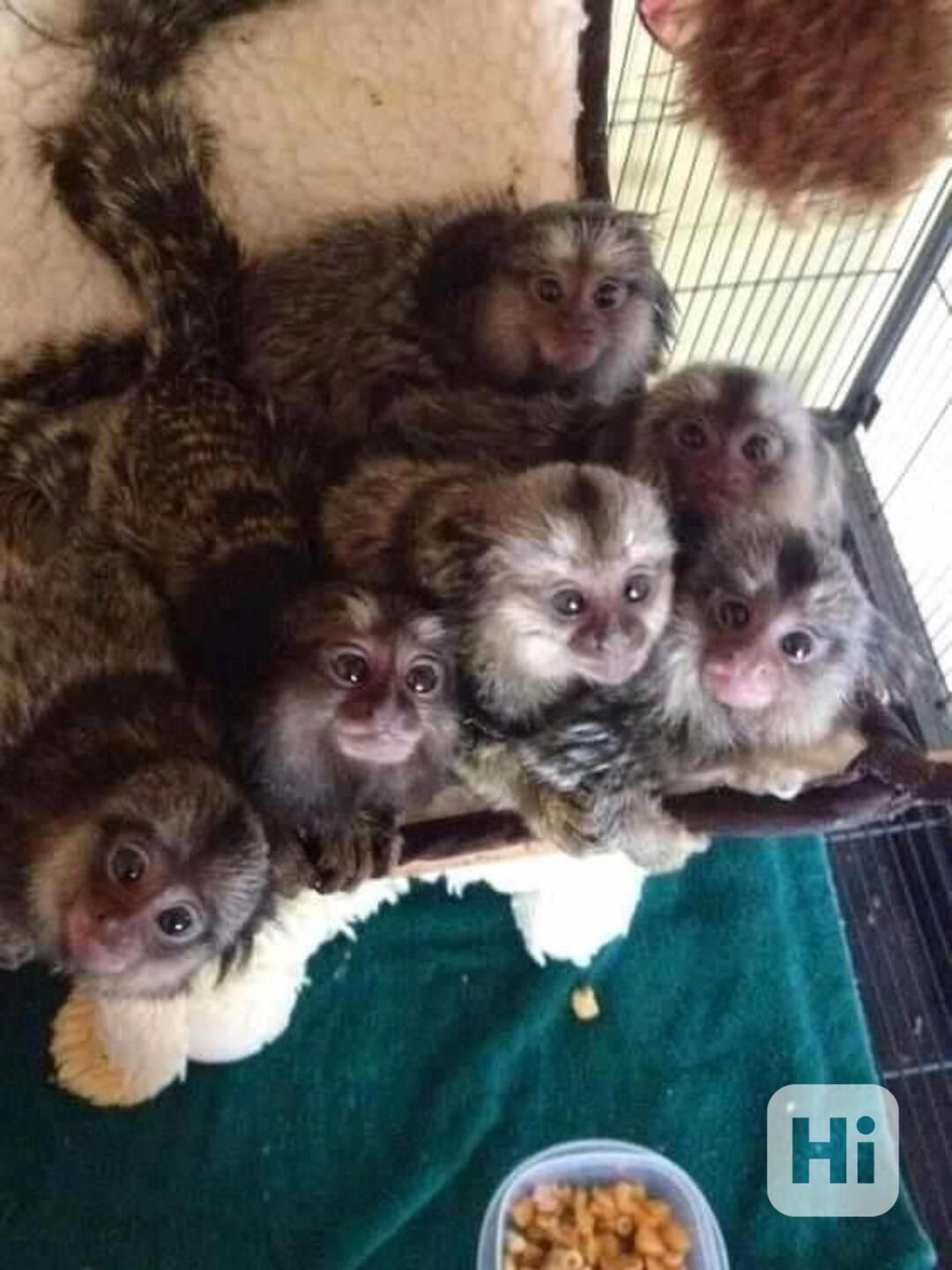 Kosmani trpasličí na prodej - foto 1